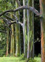Maui Eucalyptus trees